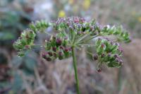 Peucedanum gallicum