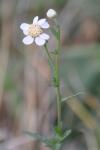 Achillea ptarmica