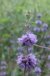 Mentha arvensis