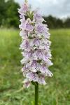Dactylorhiza fuchsii