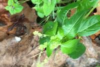 Mercurialis annua