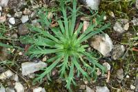 Plantago coronopus