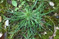 Plantago coronopus