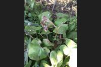 Petasites pyrenaicus