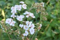 Achillea millefolium