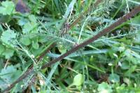 Achillea millefolium