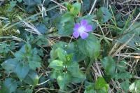 Vinca major