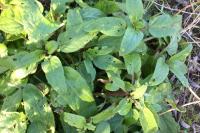 Scrophularia auriculata