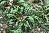 Asplenium scolopendrium