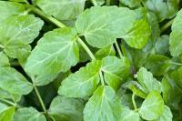 Helosciadium nodiflorum