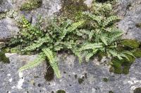 Asplenium trichomanes