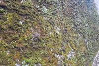 Saxifraga tridactylites