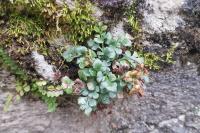 Asplenium ruta-muraria