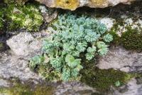 Sedum dasyphyllum