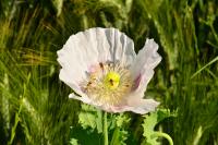 Papaver somniferum