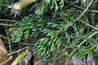 Ceratophyllum demersum