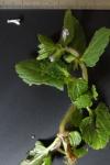 Stachys arvensis