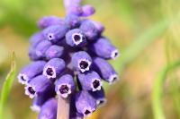 Muscari neglectum