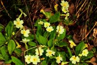 Primula vulgaris