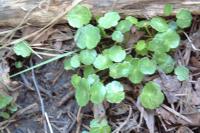 Hydrocotyle vulgaris