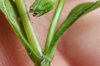 Stellaria media