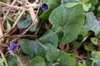Viola odorata