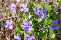 Viola reichenbachiana