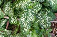 Arum italicum