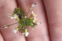 Arabidopsis thaliana
