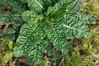Dipsacus sativus