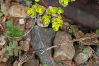 Euphorbia helioscopia