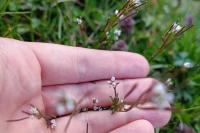 Cardamine hirsuta