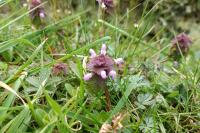 Lamium purpureum