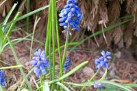 Muscari neglectum