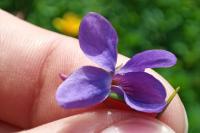 Viola odorata
