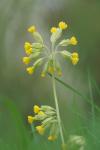 Primula veris