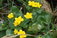 Caltha palustris