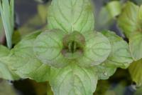 Mentha aquatica