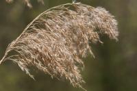 Phragmites australis