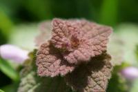 Lamium purpureum