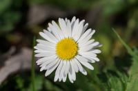 Bellis perennis