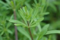 Galium aparine