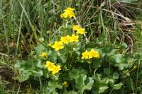 Caltha palustris