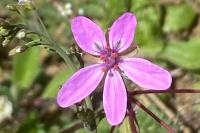 Erodium cicutarium