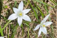 Ornithogalum umbellatum