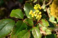 Berberis aquifolium