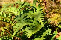 Polypodium vulgare