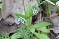 Valerianella locusta