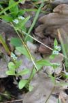 Valerianella locusta