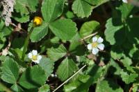 Potentilla sterilis